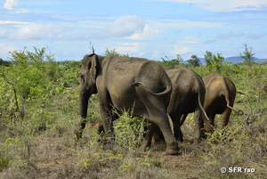 Drei Elefanten in der Elefantenaufzuchtstation