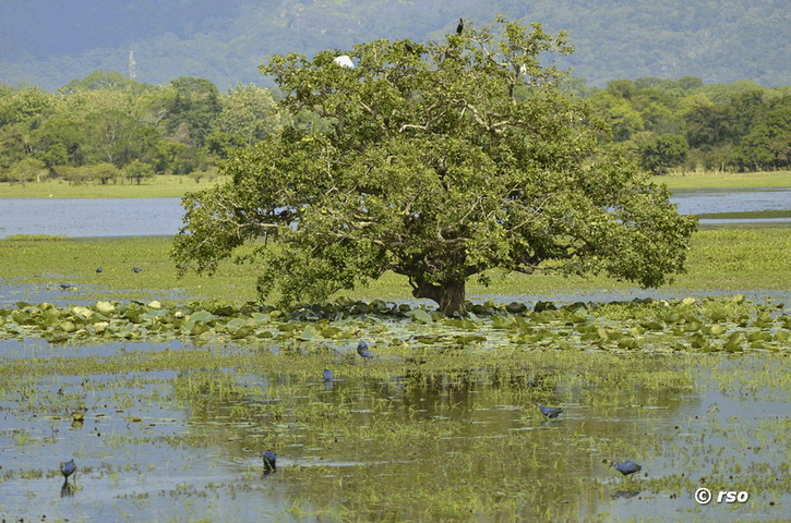 Baum im See mit Purpurhühnern