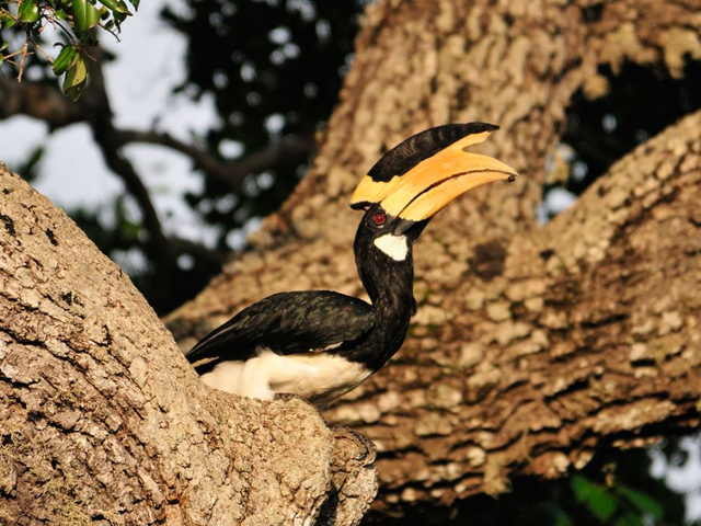 Hornvogel im Nationalpark Wilpattu