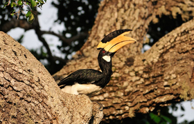 Hornvogel im Nationalpark Wilpattu
