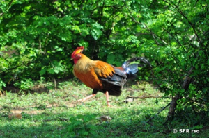 Ceylon-Huhn - Nationalvogel von Sri Lanka