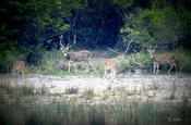 Axishirsche im Rudel im Nationalpark Wilpattu