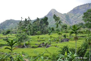 Reislandschaft in Nuwara Eliya