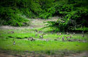 Makaken-Familien im Nationalpark Bundala