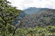 Primärwald auf Sri Lanka