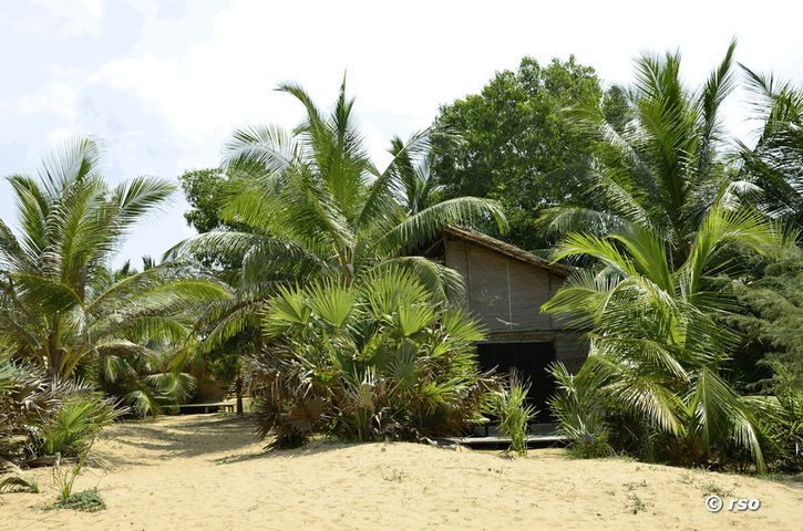 Kokospalmenweg Sri lanka
