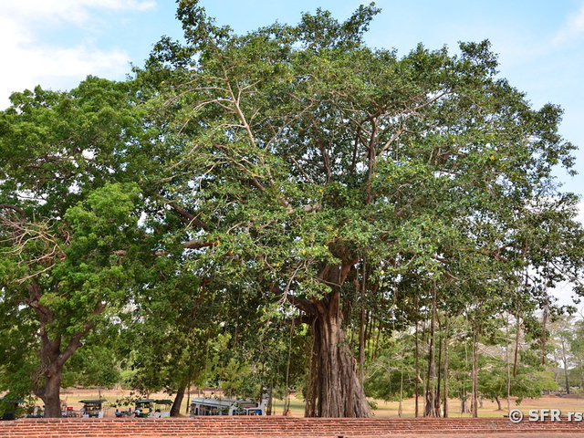 Baum Sri Lanka