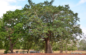 Baum Sri Lanka