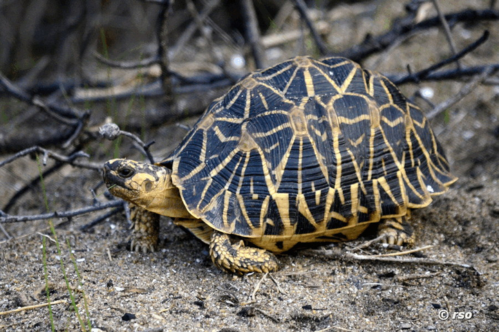 Indische Sternschildkröte (Indian Star Tortoise, Geochelone elegans)