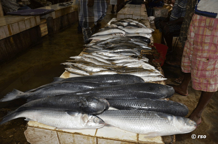 Fischmarkt in Jaffna