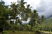 Kokospalmen auf Sri Lanka