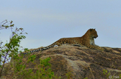 Leopard, Panthera pardus kotiya