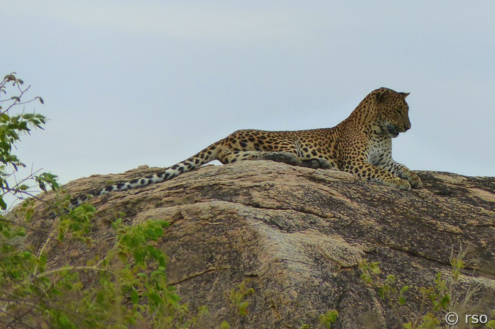 Leopard im Nationalpark Yala