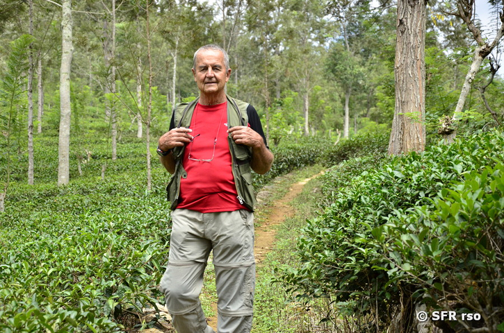 Wanderung durch Teeplantagen bei Indalgashina