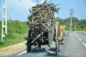 Ochsenfahrzeug mit Brennholz