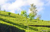 Teeplantage in Sri Lanka