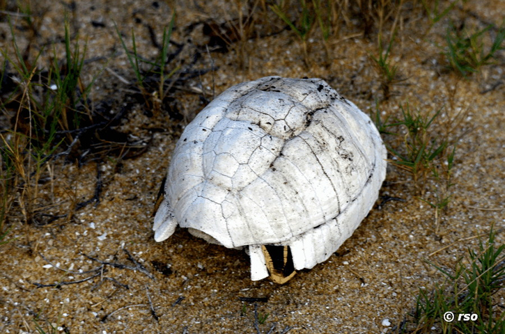 Panzer einer Indischen Sternschildkröte (Indian Star Tortoise, Geochelone elegans)