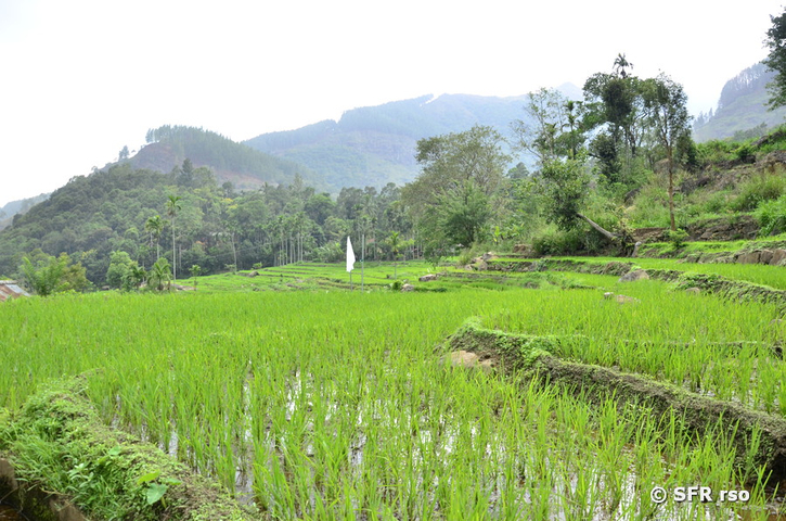 Reisfelder Kalupahana