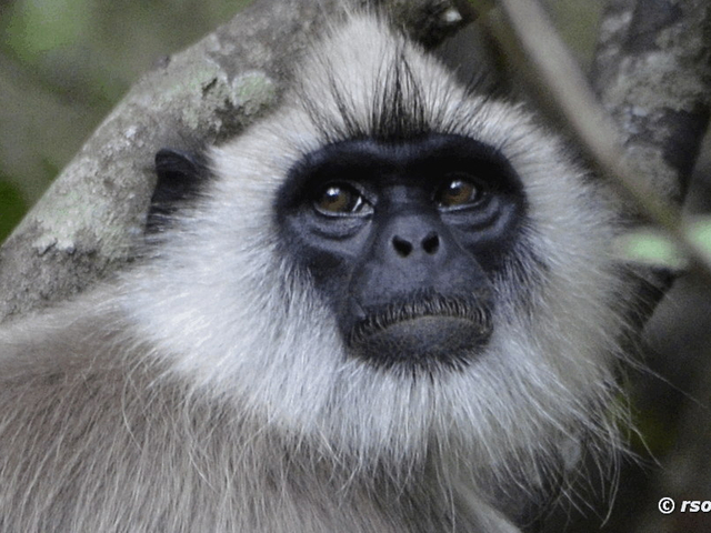 Hanuman-Langur im Nationalpark Wilpattu