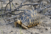 Indische Sternschildkröte (Indian Star Tortoise, Geochelone elegans)