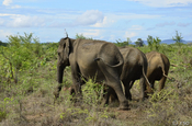 Elefanten von hinten