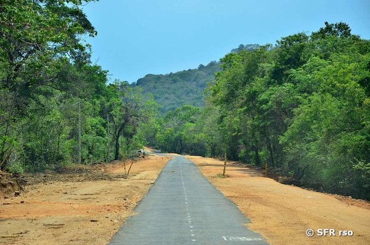 Dschungelstrasse Sri Lanka