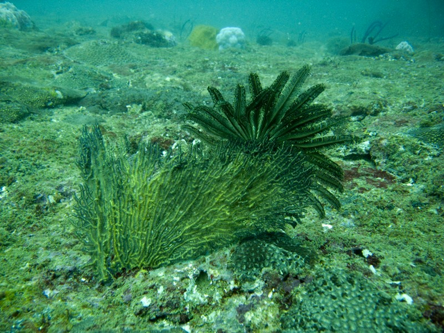 Blätterkorallen am Meeresgrund