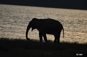 Elefant im Nationalpark Wilpattu