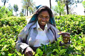Frau auf Teeplantage