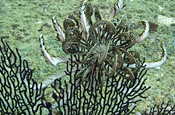 Fächerkoralle und Seeanemone