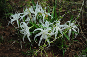 Hakenlilie, Amaryllidaceae, Udawalawe Nationalpark