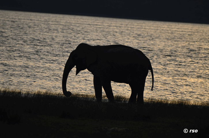 Elefant am See