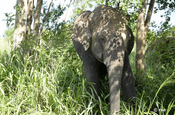 Elefant bei Gal Oya