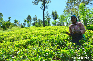 Teeplantage Nuwara Eliya