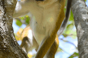 Ceylon-Hutaffe auf Baum