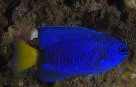 Blauer Kaiserfisch auf Sri Lanka