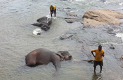 Elefanten baden Sri Lanka