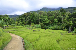 Reislandschaft Sri Lanka