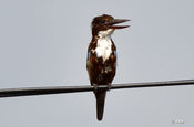 Braunliest, White throated Kingfisher, Halcyon smyrnensi fusca