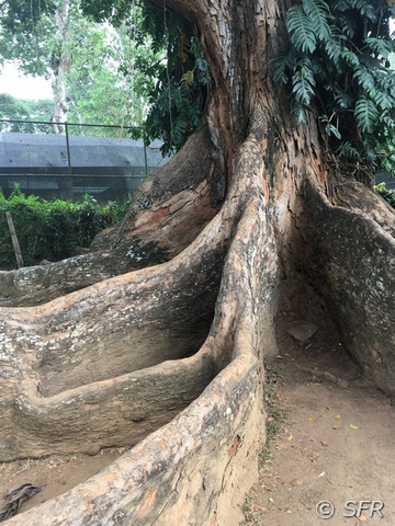 Ficusbaum