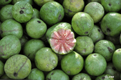 Guaven Psidium guajava