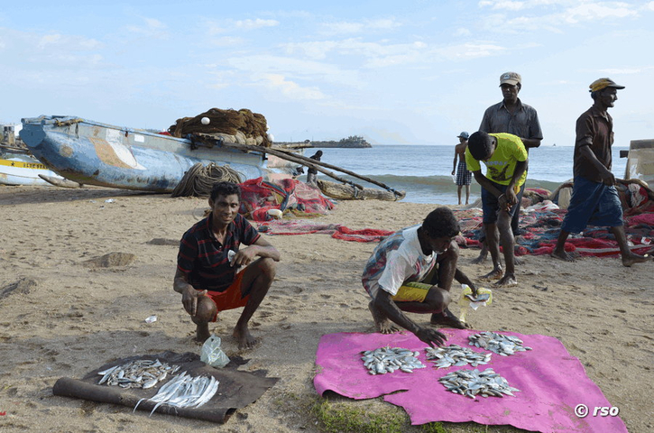 Fischverkauf Galle Sri Lanka