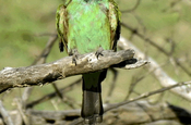 Smaragdspint im Nationalpark Bundala