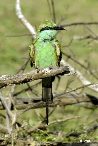 Smaragdspint im Nationalpark Bundala