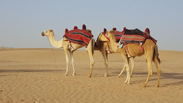 Dubai-Kamel-Safari