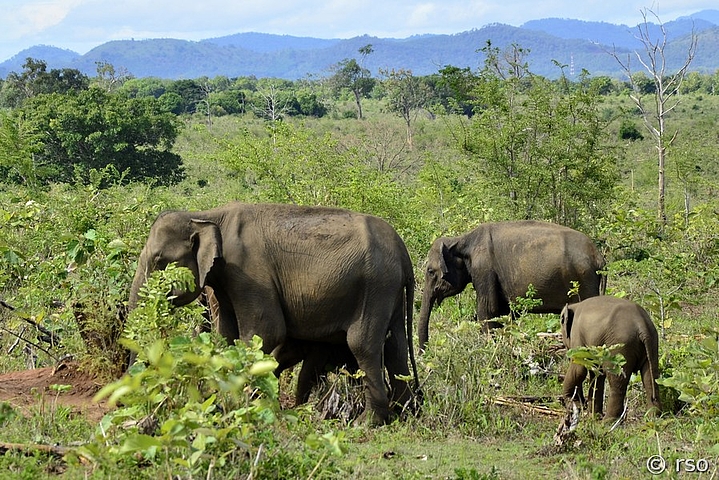 Elefant mit 2 Jungelefanten