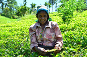 Frau auf Teeplantage