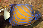 Ringkaiserfisch Pomacanthus annularis