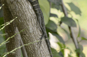 Sägerückenagame (Green Forest Lizard)