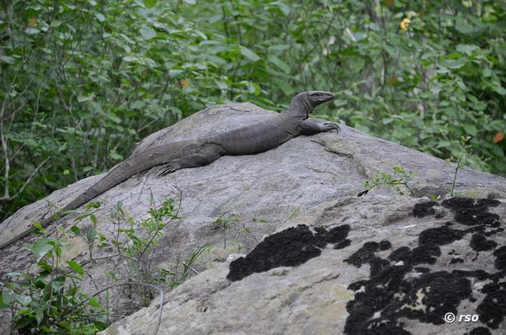 Bindenwaran im Nationalpark Wilpattu